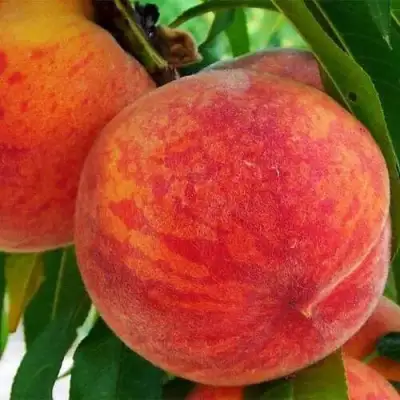 Персик ЗОЛОТОЙ ЮБИЛЕЙ в Молодечно