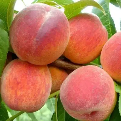 Персик ВАЙН ГОЛД Т3 в Молодечно