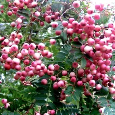 Рябина COREAL сладкоплодная  в Молодечно