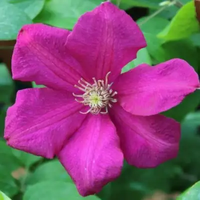 Клематис ЭРНЕСТ МАРКХАМ в Молодечно