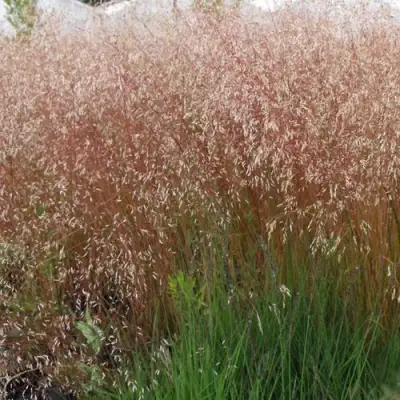 Щучка извилистая в Молодечно