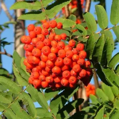 Рябина САХАРНАЯ ПЕТРОВА сладкоплодная в Молодечно