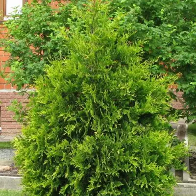 Туя АНЯ (АНИЕ) западная в Молодечно