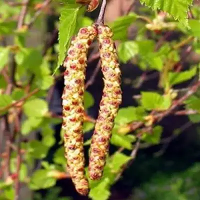 Береза бородавчатая в Молодечно