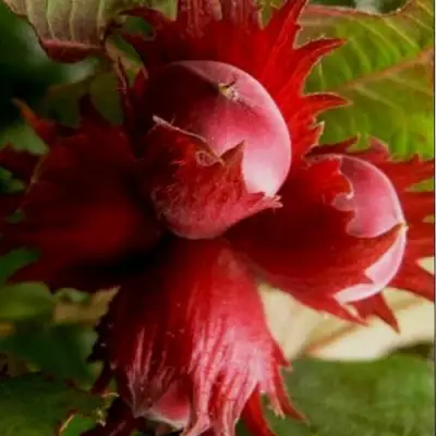 Фундук БАГРЯНЕЦ в Молодечно