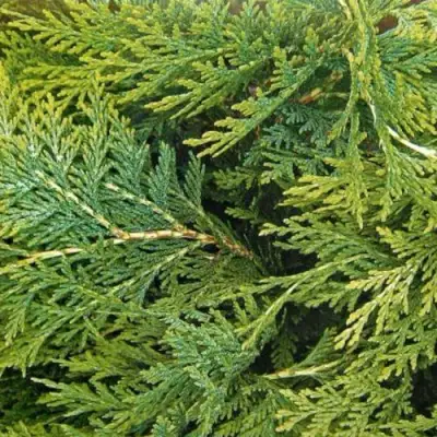 Кипарисовик ЭЛВУДИ ЭМПАЙР лавсона в Молодечно