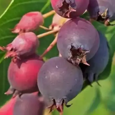 Ирга MANDAN в Молодечно