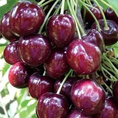 Черешня СИЛЬВИЯ колоновидная в Молодечно