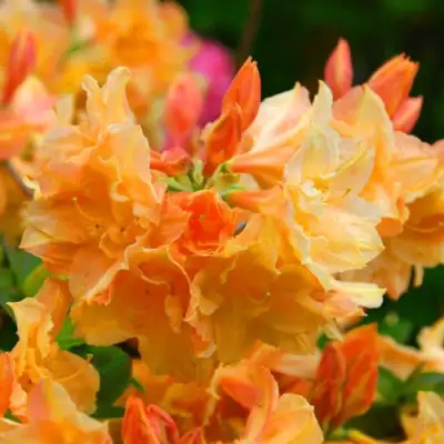 Азалия ЧАРДАШ листопадная в Молодечно