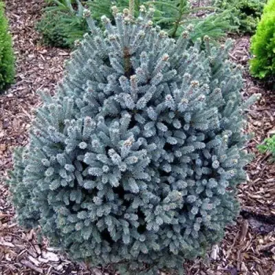 Ель НАНА сизая в Молодечно