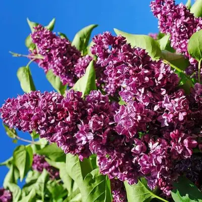 Сирень ЧАРЛЬЗ ДЖОЛИ в Молодечно