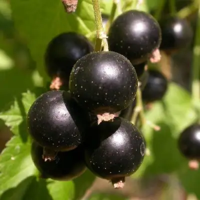 Смородина чёрная БИНАР в Молодечно