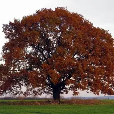 Дуб скальный в Молодечно