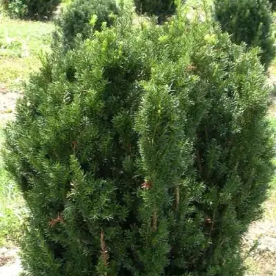 Тис ХИКСИ средний в Молодечно