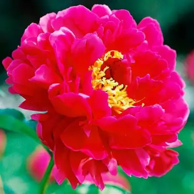 Пион ХРАБРЫЙ ВОИН травянистый в Молодечно