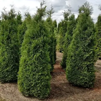 Туя ХОЛМСТРУП западная в Молодечно