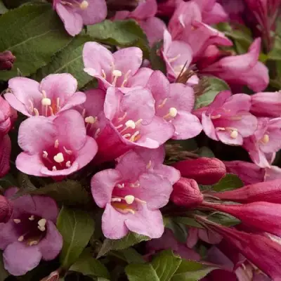 Вейгела ФЛОРИДА в Молодечно