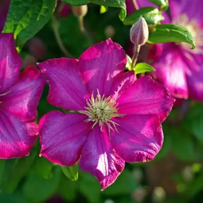 Клематис КАРМЕНСИТА в Молодечно