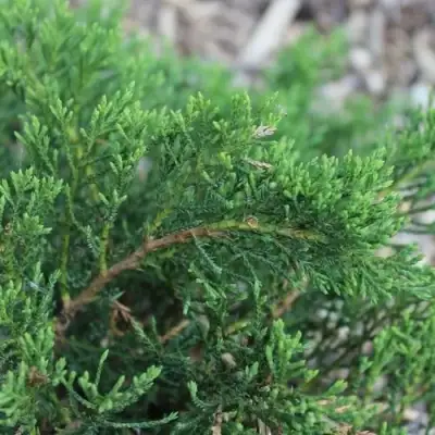 Можжевельник РОКЕРИ ДЖЕМ казацкий  в Молодечно