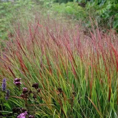 Просо РЕБРАУН прутьевидное в Молодечно