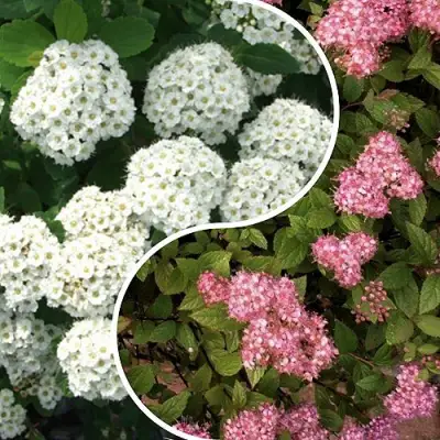 Комплект ТАЛАНТЛИВЫЙ САДОВОД в Молодечно