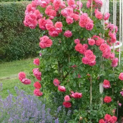 Роза РОЗАРИУМ ЮТЕРСОН плетистая в Молодечно