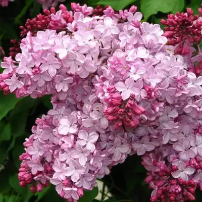 Сирень ЭСТЕР СТЕЙЛИ в Молодечно