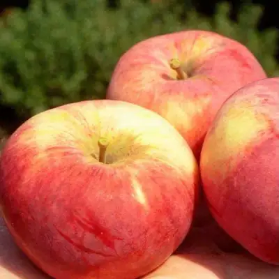 Яблоня ОРЛОВИМ в Молодечно