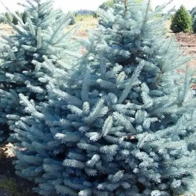 Ель ГЛАУКА колючая в Молодечно