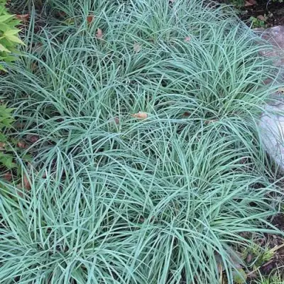 Осока БЛЮ ЗИНГЕР в Молодечно