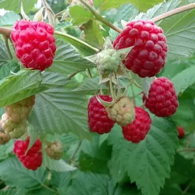 Малина ПРОСТО ПРЕЛЕСТЬ (СТОЛЕШНИК) в Молодечно