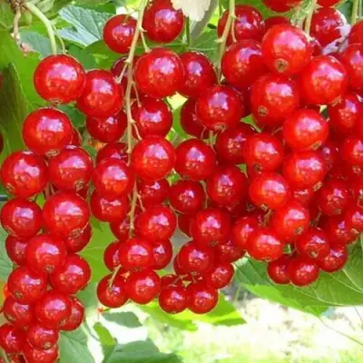 Смородина красная ФЕРТОДИ в Молодечно