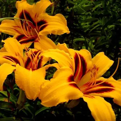 Лилейник БОНАНЗА гибридный в Молодечно