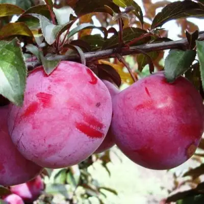 Слива ЛАМА в Молодечно