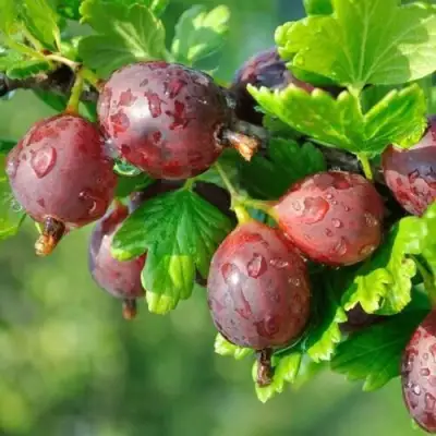 саженцы крыжовника серенада