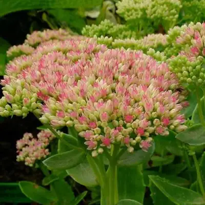 Очиток (седум) БРИЛЛИАНТ в Молодечно