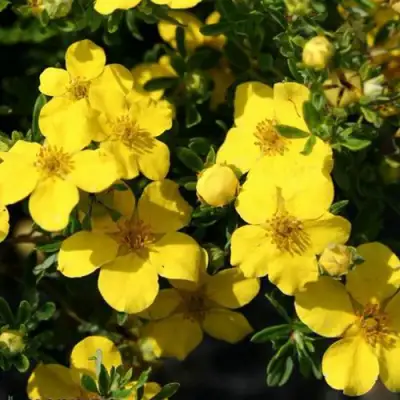 Лапчатка ХАКМАНС ГИГАНТ кустарниковая в Молодечно