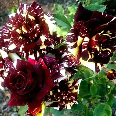 Роза ФОКУС ПОКУС флорибунда в Молодечно