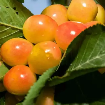 Дюк (черевишня) БЕЛОЧКА в Молодечно