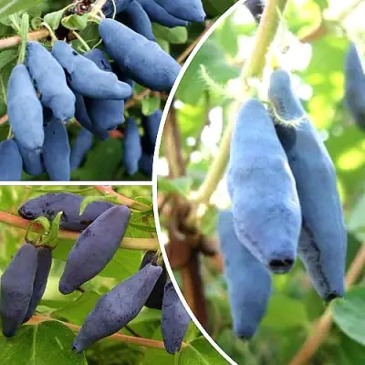 Комплект СЛАДКИЕ ХИТЫ в Молодечно