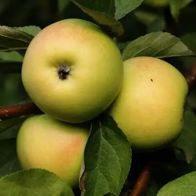 Яблоня ДАНИЛА в Молодечно