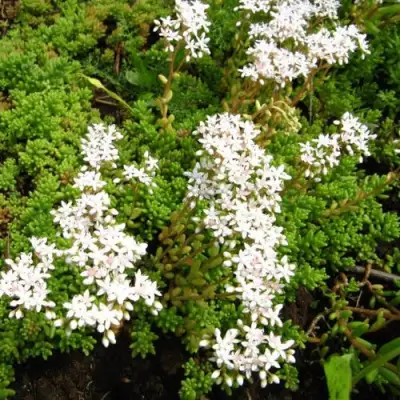 Очиток (седум) ХЛОРОТИКУМ белый в Молодечно