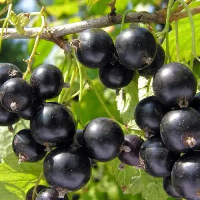 Смородина чёрная НЕСТЕР КОЗИН в Молодечно