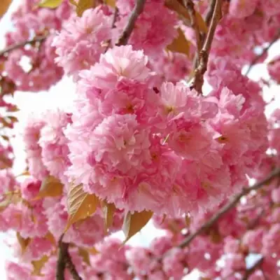 САКУРА  в Молодечно