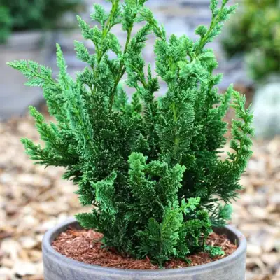 Кипарисовик ВИСЕЛЛИ лавсона в Молодечно