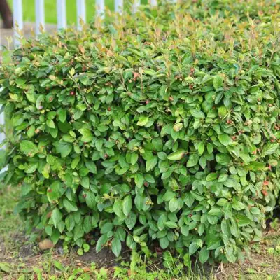 Кизильник блестящий в Молодечно