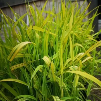 Фалярис АРКТИК САН тростниковый в Молодечно