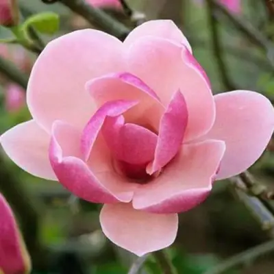 Магнолия РУСТИКА РУМБА в Молодечно