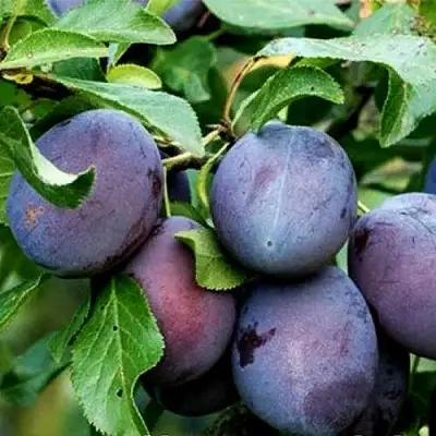 Слива ВЕНГЕРКА БЕЛОРУССКАЯ в Молодечно