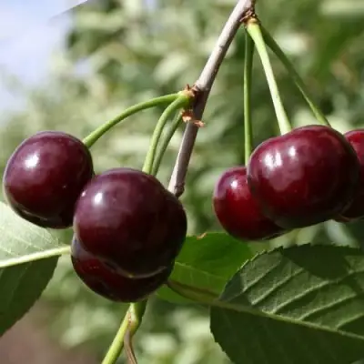 Вишня МОРОЗОВКА в Молодечно